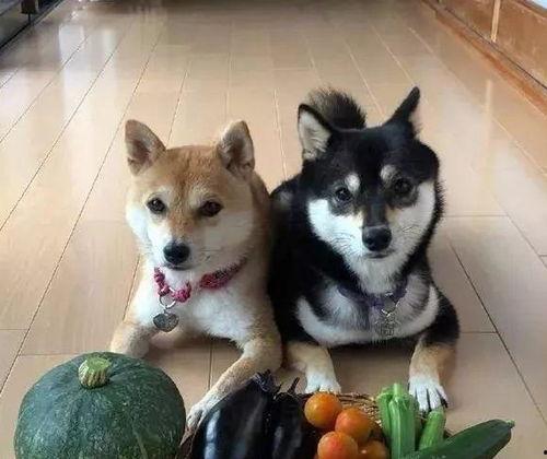 带你吃瓜纸箱狗,网络红人的崛起之路