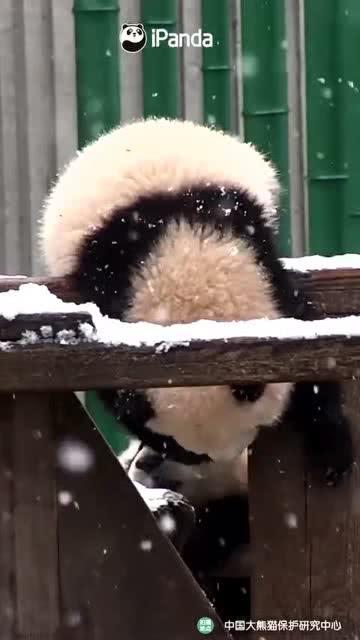 吃瓜小熊校园,校园里的趣味生活点滴