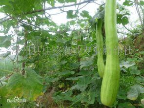 刀砍瓜怎么吃,解锁美味新境界