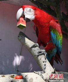 吃鸟瓜视频,一场奇特的美食之旅