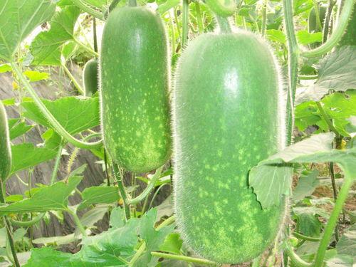 g718吃瓜,揭秘吃瓜群众的狂欢盛宴