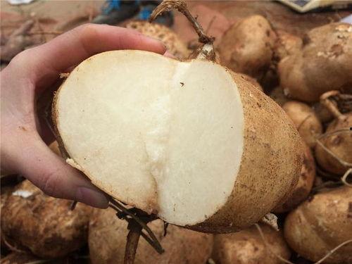 宝宝可以吃土瓜,营养丰富的土瓜美食探索