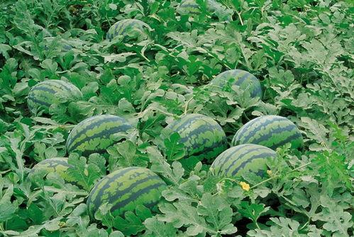 吃瓜群绝对领域,网络社交的狂欢与反思