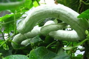 蔬菜蛇瓜成品怎么吃,蔬菜蛇瓜的多样吃法揭秘