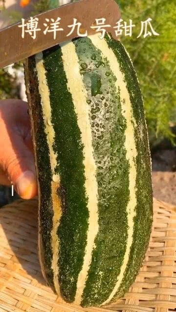 买瓜如何确认瓜熟了没吃,如何一眼确认西瓜是否成熟