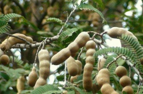 印度吃酸角瓜,传统美食中的神奇果实