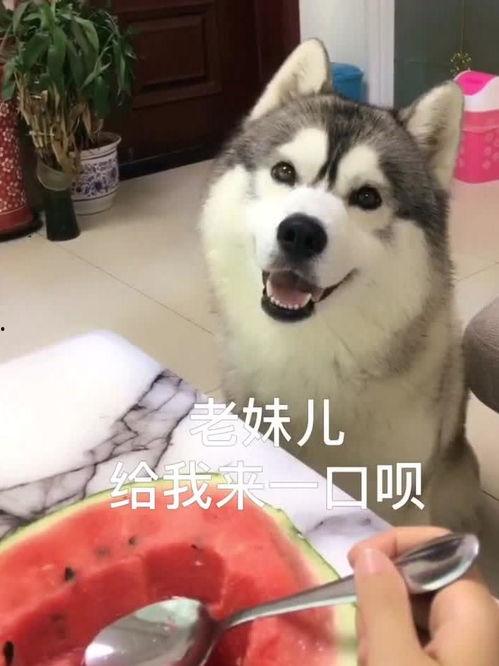 哈士奇吃瓜,一场欢乐的“瓜界”盛宴