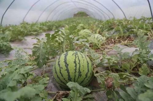 临朐吃瓜大队地址,揭秘瓜乡风情与美食之旅