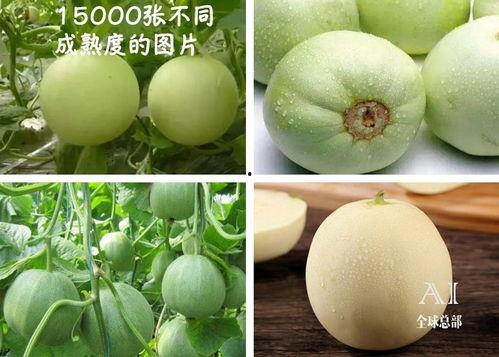 吃瓜福酱,揭秘娱乐圈背后的甜蜜与苦涩