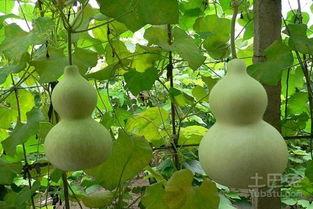 干葫芦瓜怎么吃,传统与现代的完美融合