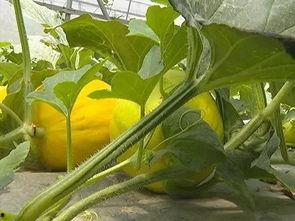 路中吃瓜,见证人间百态