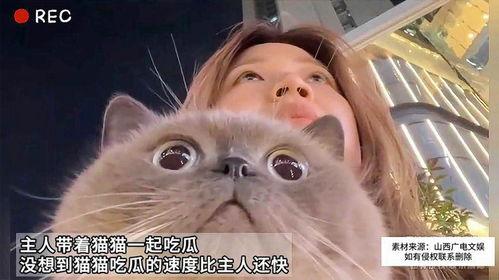 主人和猫吃瓜,瓜香四溢的悠闲时光